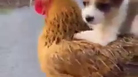 Dogs funny vs coq 🐓