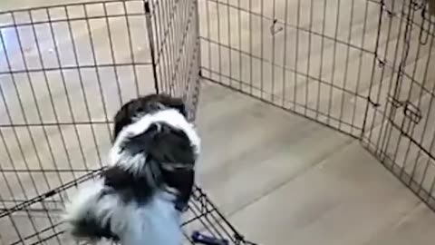 Doggy Escapes From Its Pen