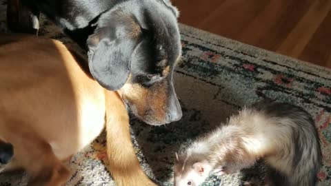 Dogs and the ferret