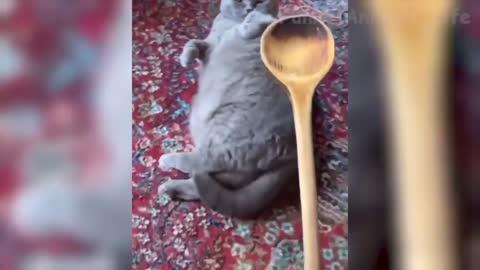 Best Funny Cats And Dogs Of The 2021 Try Not To Laugh