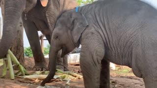 #คู่อริมา .ไม่รู้ละ -จะซนอย่างเดียว พลายดาวมงคล baby elephant