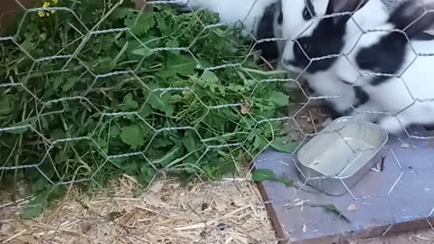 Dinner time for my rabbits 😁😍