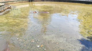 Couple Hippos Dive In Zoo Water