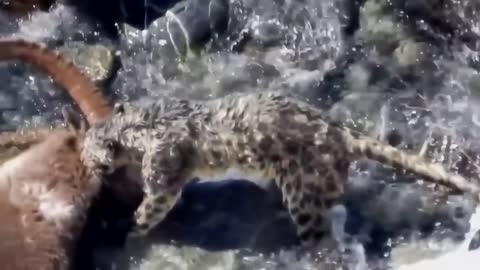 Snow Leopard. Ibex hunting. A fatal fall into a stormy river.