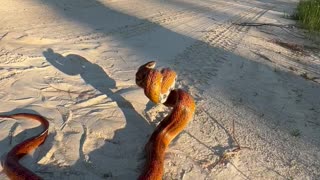 Corn Snake from Northern Florida