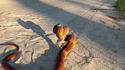 Corn Snake from Northern Florida
