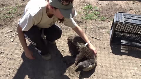 Cuddling Africa's most fearless animal!