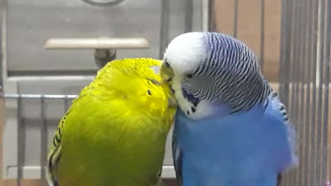 Cute Parakeets Loving each other