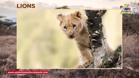 Lions Educational Video for Kids w-Activities!