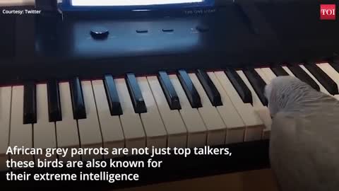 Amazing! African grey parrot plays tune on piano kkkkk
