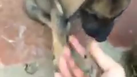 Cute dog shaking hands with owner - super cute