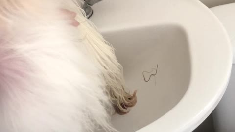 Lhasa apso bitch fighting with the dryer!