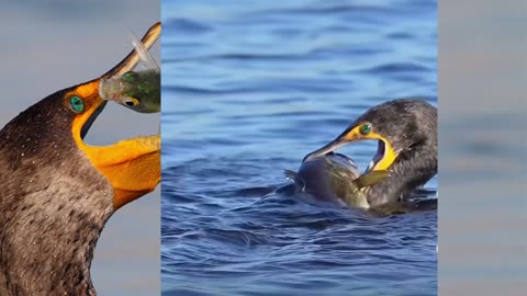 Bird Eating Big Fish