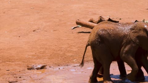 Watch an elephant playing with the brothers from one of the best childhood clips