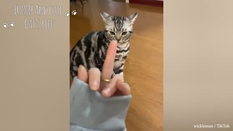 Showing middle finger to the cat!!! Epic reaction😢👹