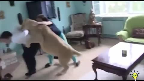 Terrifying animal attacks on humans video