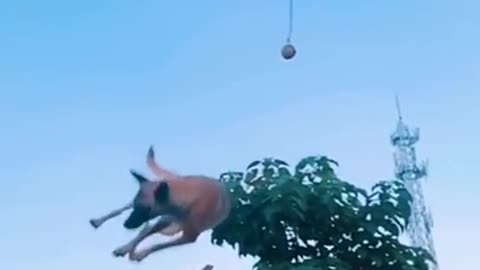 Dogs fly dog