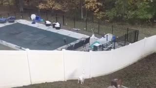 Dog is Desperate to Find its Way Over the Fence