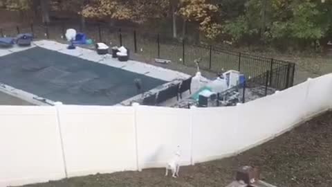 Dog is Desperate to Find its Way Over the Fence