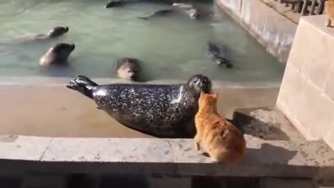 Cat slaps a seal