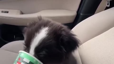 Pup sent into sweetness overload after devouring Starbucks puppuccino #Shorts