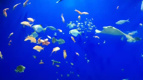 Fish Happily Swimming Together In Aquarium