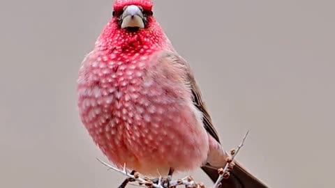 Beautiful red bird...