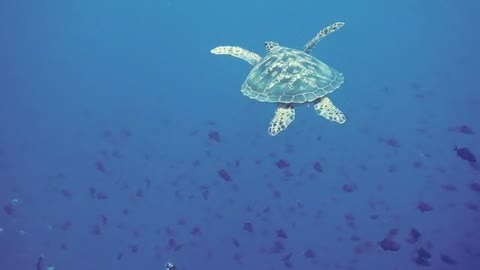 Under water Sea Turtle
