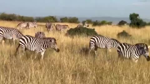 The zebras and lions of the prairie