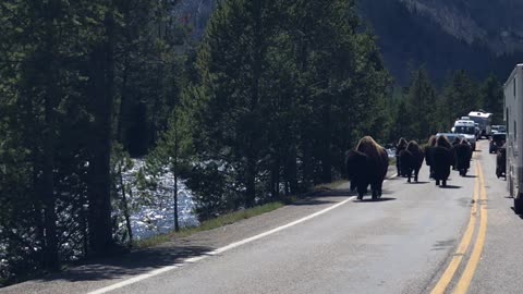 Bison Parade