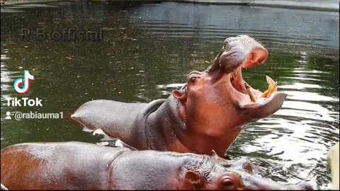 Dangers animal hippopotamus in the world