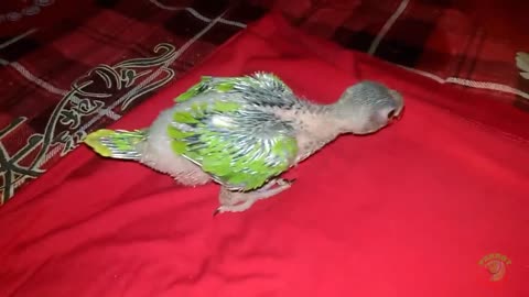 Growing Indian ringneck babies, | ringneck parrot growth stages