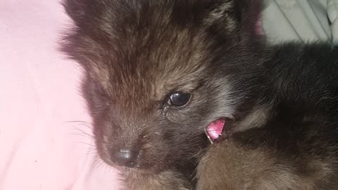 Adorable howling wolfdog puppy sings his heart out