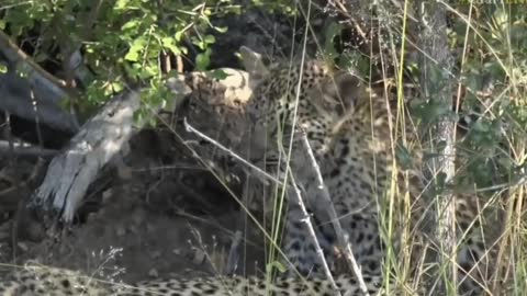 Jaguar cub shot in forest.