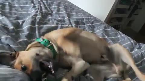 cute dog playing with