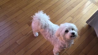 Maltese begging for food in a cute way !