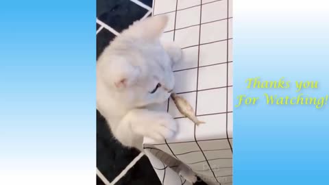 Cute Pets And Funny Animals Compilation playing pets