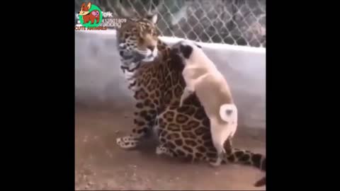 🐆 Please not on a leopard! - Funny Animals