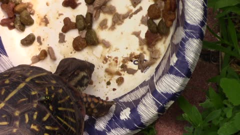Box Turtle Eating Cat Food From a Bowl