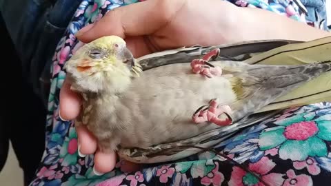 Sleepy Cockatiel Gets The Royal Treatment