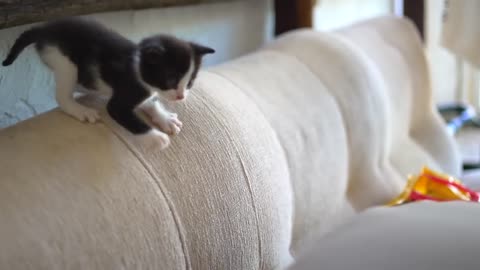 Dangerous Kittens Taking Over Our Home