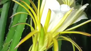 Time-lapse: Dragon Fruit flower blooming