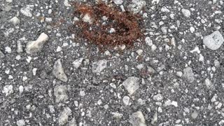 Ants eating a worm