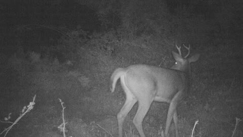 4 point spots a monster lurking, can you?