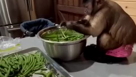 Monkey helping lady
