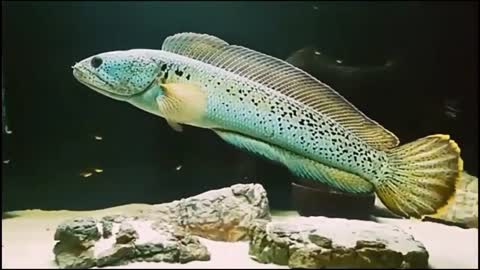 Beautifull Channa barca fish