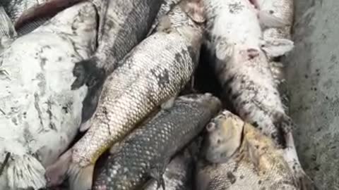 Denuncian mortandad de peces en el río Carare en Santander