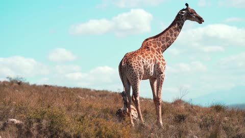 video giraf