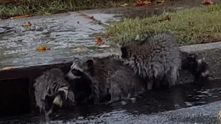 My raccoon family - playing in the rain