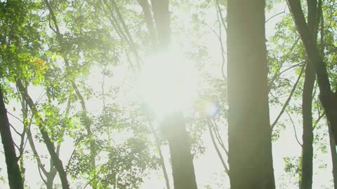 The forest embraced by the morning sun